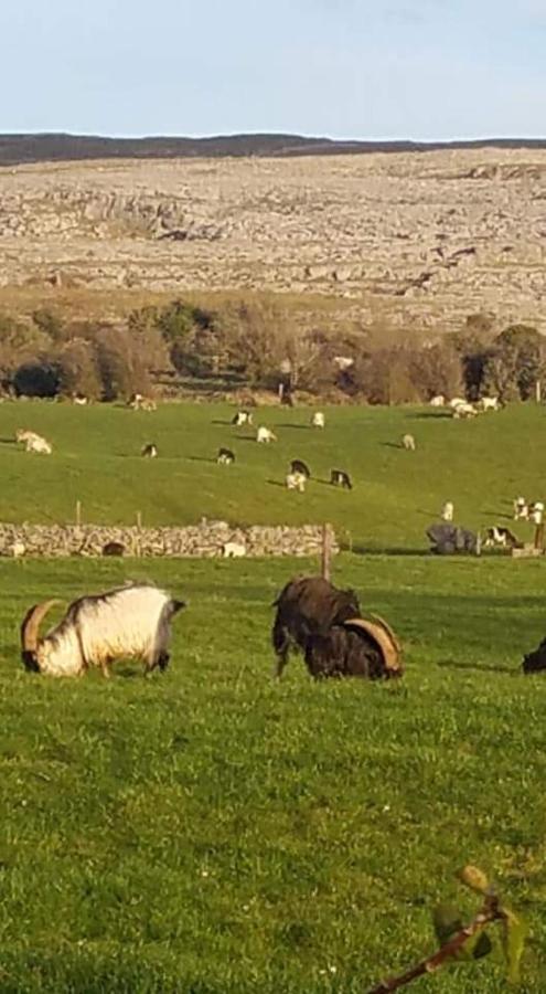 Burren Rock Farmhouse B&B Turlough  Екстер'єр фото